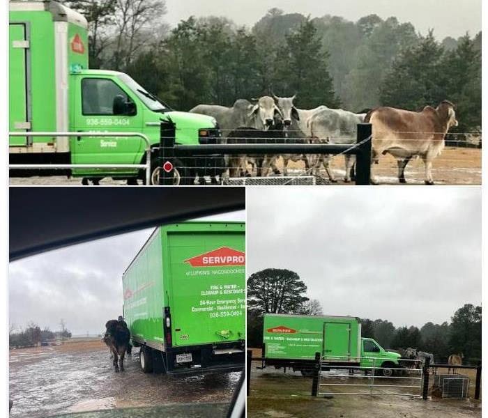 cows around a SERVPRO box truck