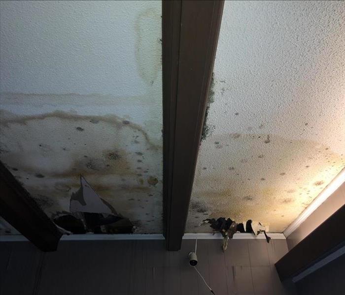 Mold damage to the ceiling inside a home