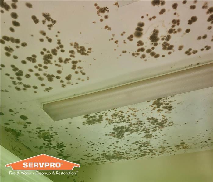 Mold damage on ceiling 