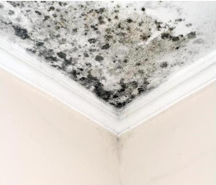 Mold covering a large section of a ceiling