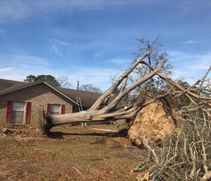 A large tree that has been uprooted and laying on its side.